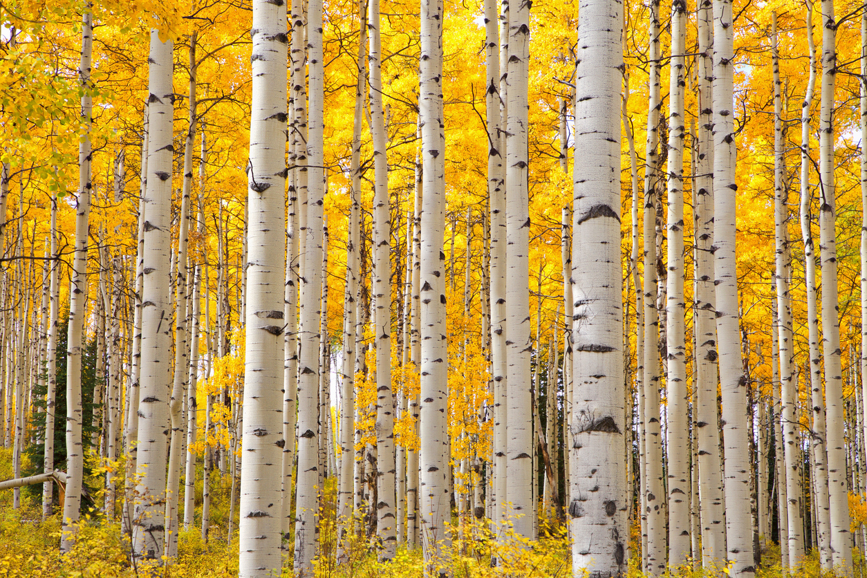 Aspen Trees, Quaking Leaves Aspen Trees, Quaking Leaves