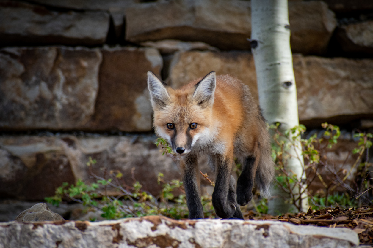 Rocky Mountain fox Rocky Mountain fox